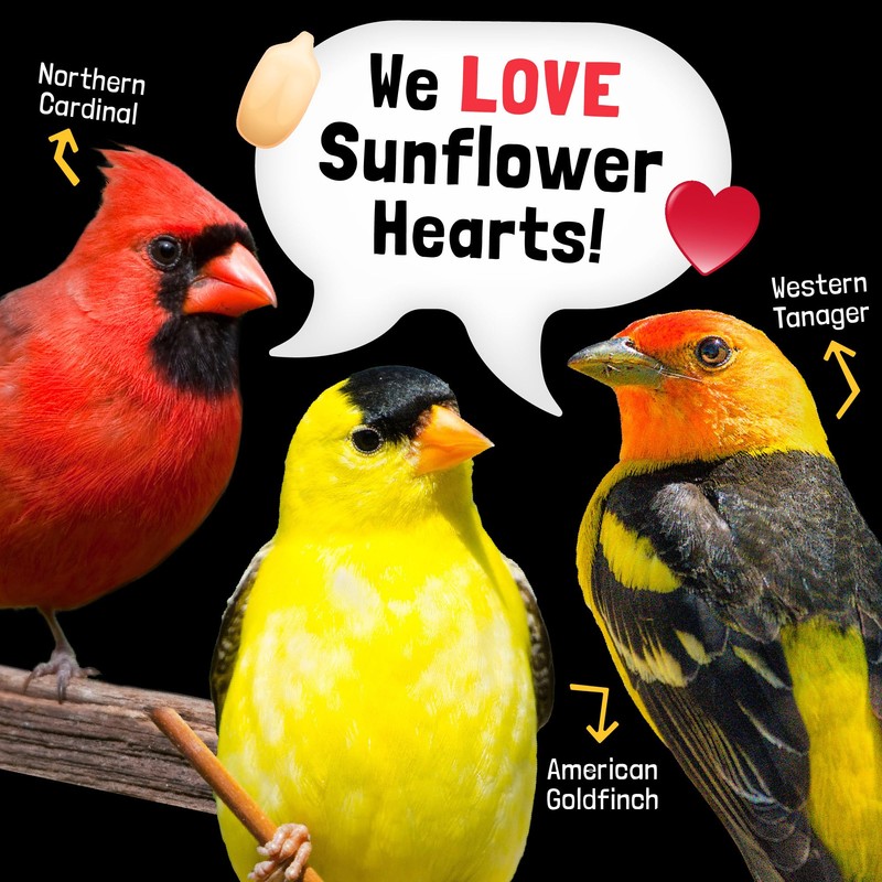 COOL BIRDS Hearts on Fire Hot Bird Seed – 10
