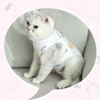2 PCS Cat Recovery Suit for Spay Abdominal Wounds, Cat