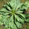 Palm Beach Medicinal Herbs - Wild Lettuce (Lactuca virosa) -
