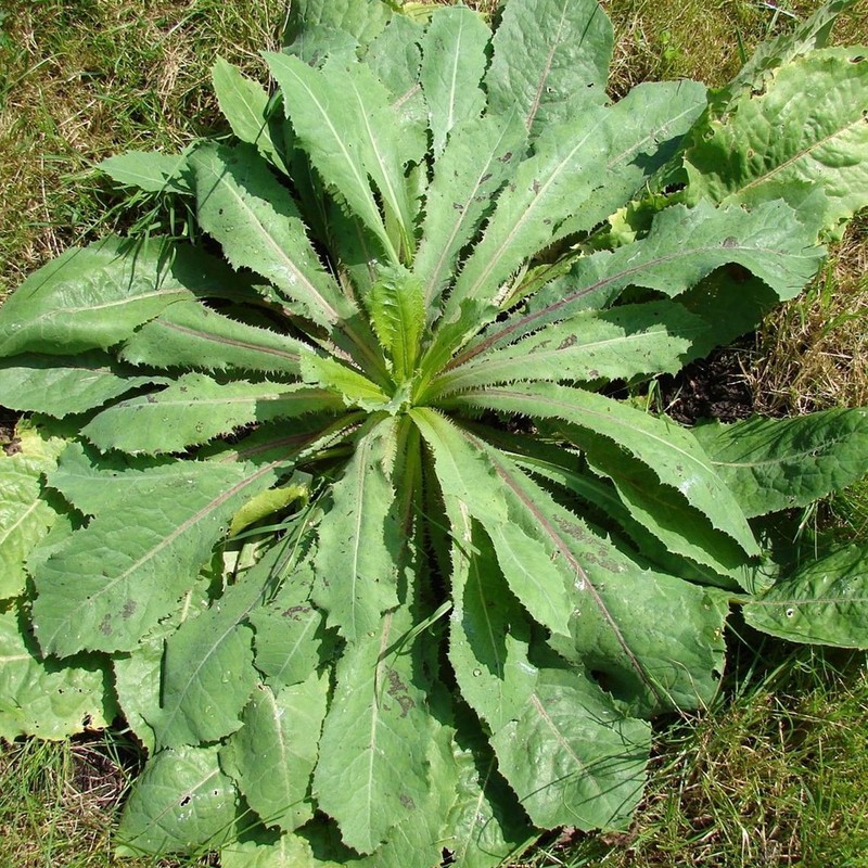 Palm Beach Medicinal Herbs - Wild Lettuce (Lactuca virosa) -
