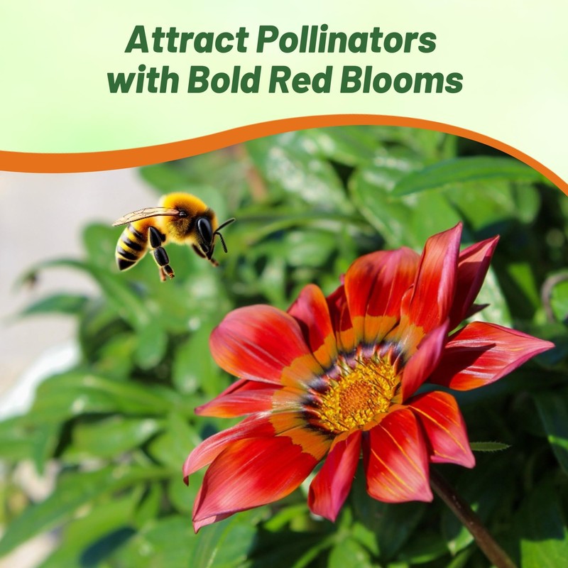 Outsidepride New Day Red Shades Gazania Seeds for Planting –