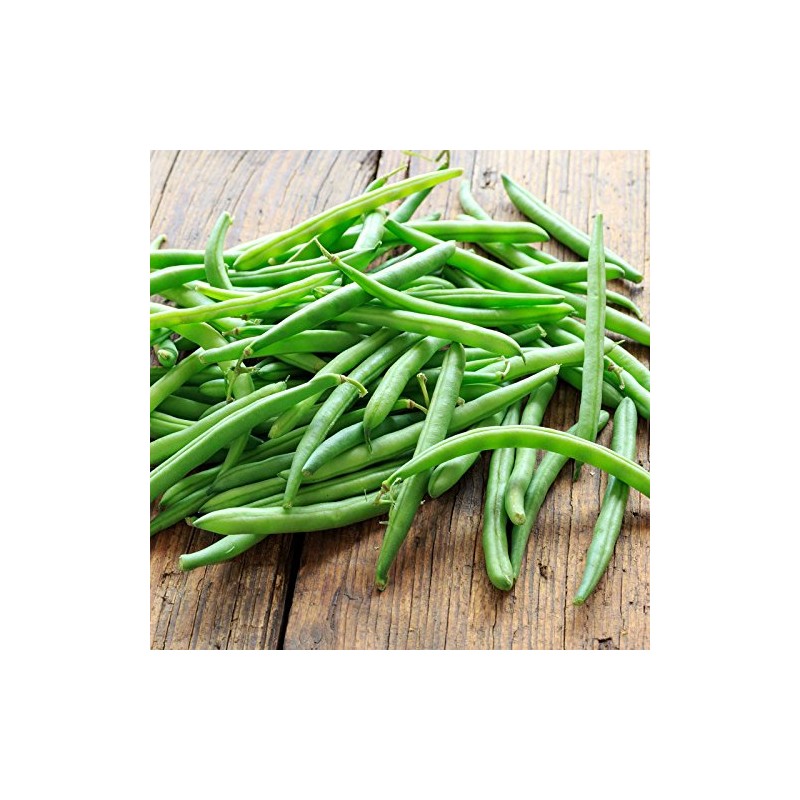 Organic Bush Blue Lake 274 Bean - 1 LB ~1,200