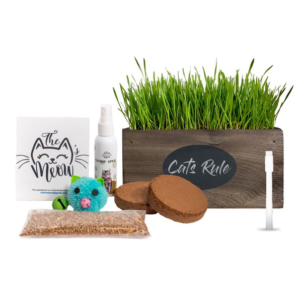 Cali Kiwi Pros Ornamental Indoor Planter with Pet/Cat Grass Growing