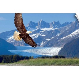 CANVAS ON DEMAND Bald Eagle in Flight with Mendenhall Wall Decal, Eagle Artwork