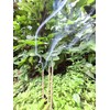 I-SHI-KI BALI Incense, Cobumikan Orange (Sacred Mikan), Natural Herbal Incense,