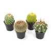 Altman Plants, Assorted Cactus Plants Live Plants (4 Pack), Live