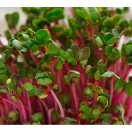 Axel's Garden Seeds Pink Swiss Chard MICROGREEN Seeds | Heirloom | Non-GMO | Seeds for Sprouting - 50 Seeds