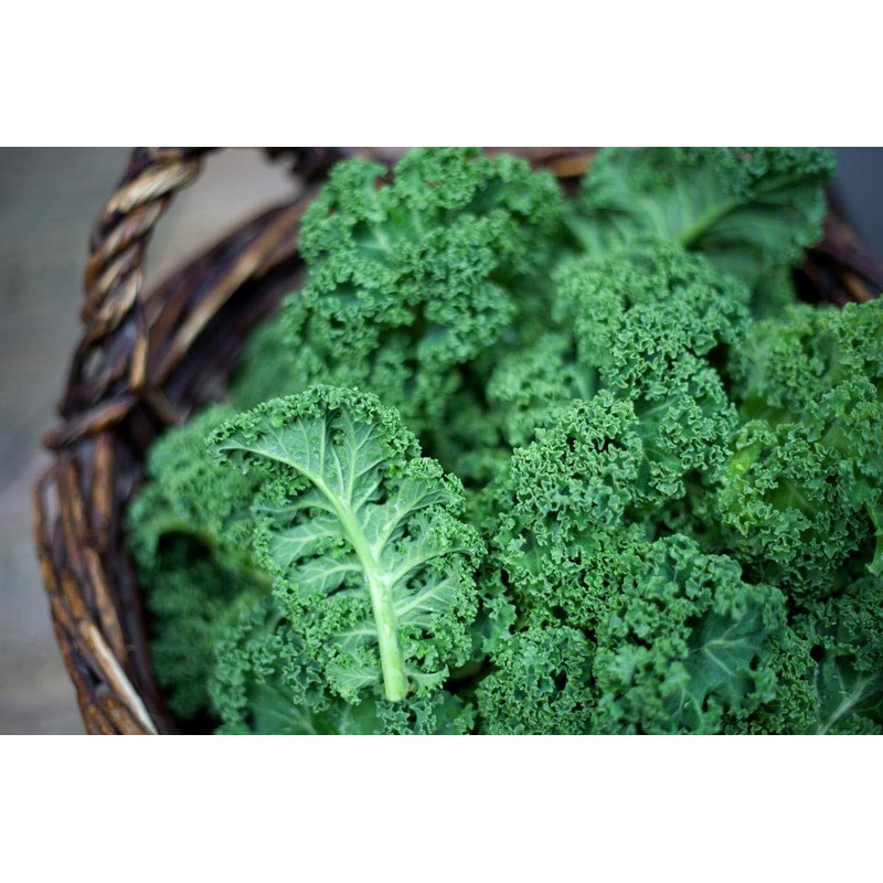 NIKA SEEDS - Vegetable Kale Cabbage Green - 150 Seeds