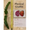 Cactus Dragon Fruit plant well rooted - Physical Graffiti 3