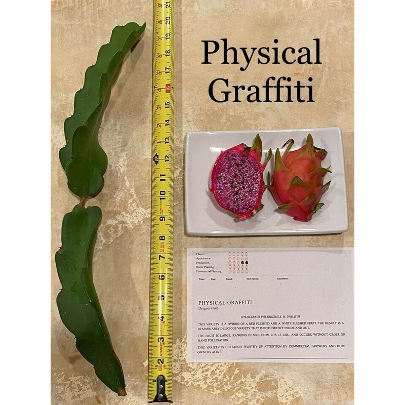 Cactus Dragon Fruit plant well rooted - Physical Graffiti 3