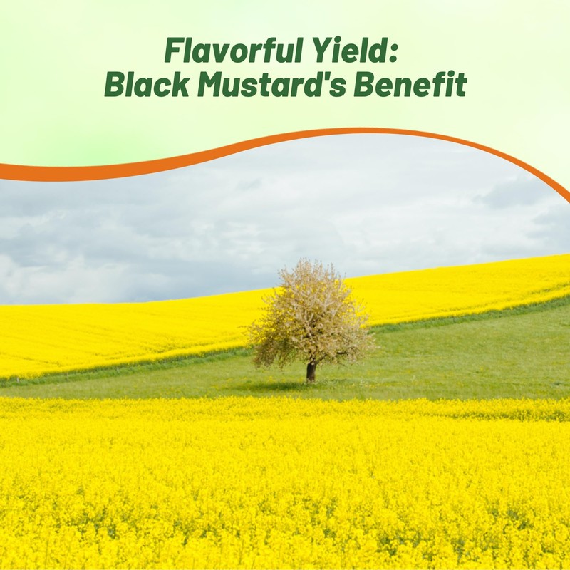 Outsidepride Black Mustard Seeds - 5000 Pcs Nutrient-Rich, Flavorful Annual