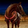 SSZYace Adjustable LED Horse Breastplate Collar, Nylon LED Night Flashing