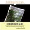 MedianField 【 観葉植物 アイビー 1本 】 壁掛け インテリア アンティーク 雑貨