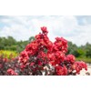 Black Diamond Best RED Crape Myrtle - Size: 3 Gallon,
