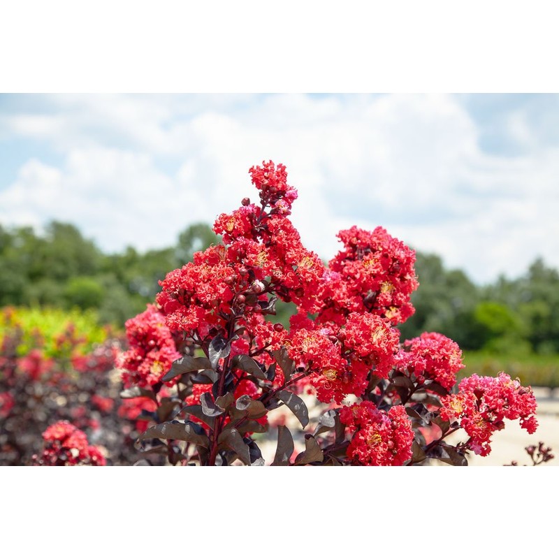Black Diamond Best RED Crape Myrtle - Size: 3 Gallon,