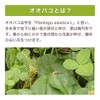 100% Additive-Free Powder (3.5 oz (100 g) Made in Japan)
