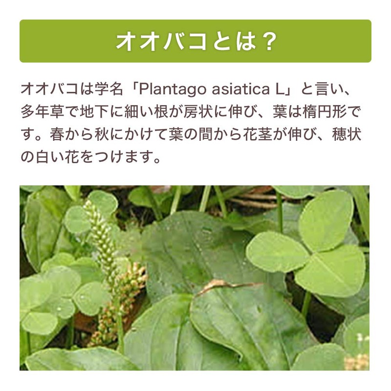 100% Additive-Free Powder (3.5 oz (100 g) Made in Japan)