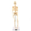 1pc Human Skeleton Anatomical Model Medical Anatomical Teaching Tool With