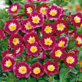 Outsidepride 1000 Seeds Annual Convolvulus Tricolor Minor Morning Glory Ensign Red Climbing Vine Flower Seeds for Plantings