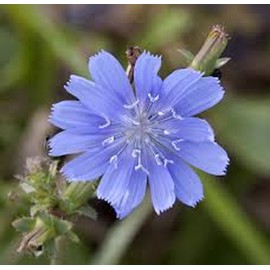 Bluest Blue Chicory 100 Seeds, Beautiful Blue Cut Flower