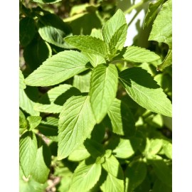 Home-Growth Corn Mint, Field Mint, Mentha Arvensis - 10 Bare Root Plants  - USA