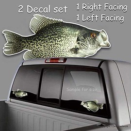 Black Crappie Fish Realistic Vinyl Decals 5.5" x 10" Set of 2 Right Left Facing Sticker Fishing Freshwater for Truck car SUV Window Glass