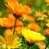 Groundio Calendula Seeds Pacific Beauty Mix, 3000+ Calendula Officinalis Seeds,