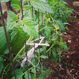 Flame Tomato Seeds (Solanum lycopersicum) – Striking Striped Heirloom Variety, Sweet and Tangy Flavor, Great for Fresh Eating – 15+ Seeds