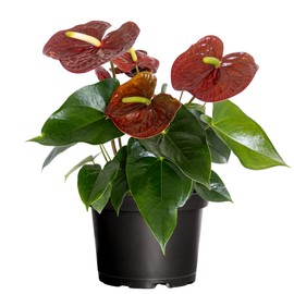 United Nursery Anthurium Sempre Brown – 6-Inch Grower Pot – 14–16" Tall – Tropical Indoor Flowering Plant with Rich Brown-Toned Blooms – Easy-Care Air-Purifying Houseplant for Home or Office Decor