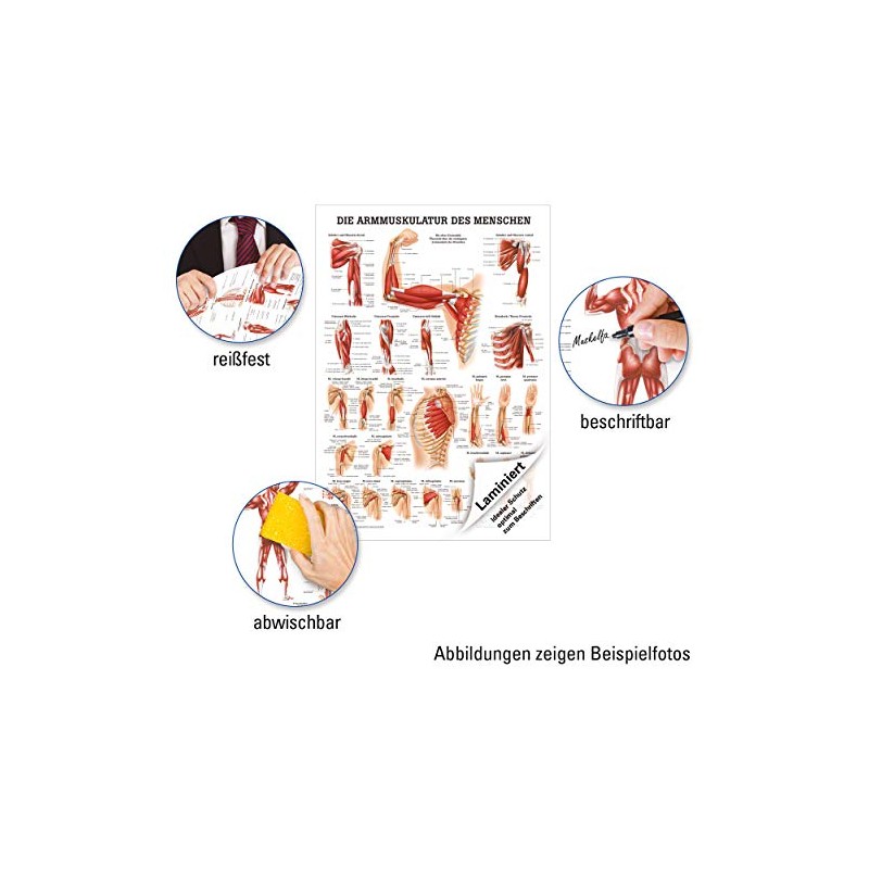 Sport-Tec Arm Muscles Mini Poster Anatomy 34 x 24 cm