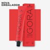 Schwarzkopf IGORA ROYAL Permanent Color Creme (8-00 Light Blonde Natural