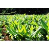 屋久島 Spring 300 Turmeric Whole Set of 2 approx. 2 Months Minutes