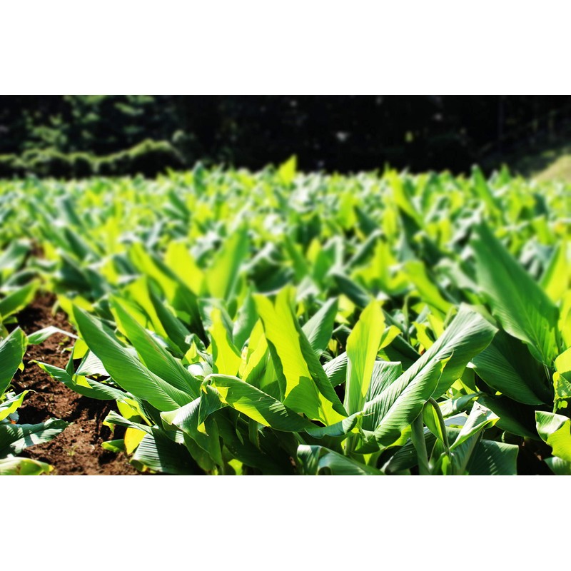 屋久島 Spring 300 Turmeric Whole Set of 2 approx. 2 Months Minutes