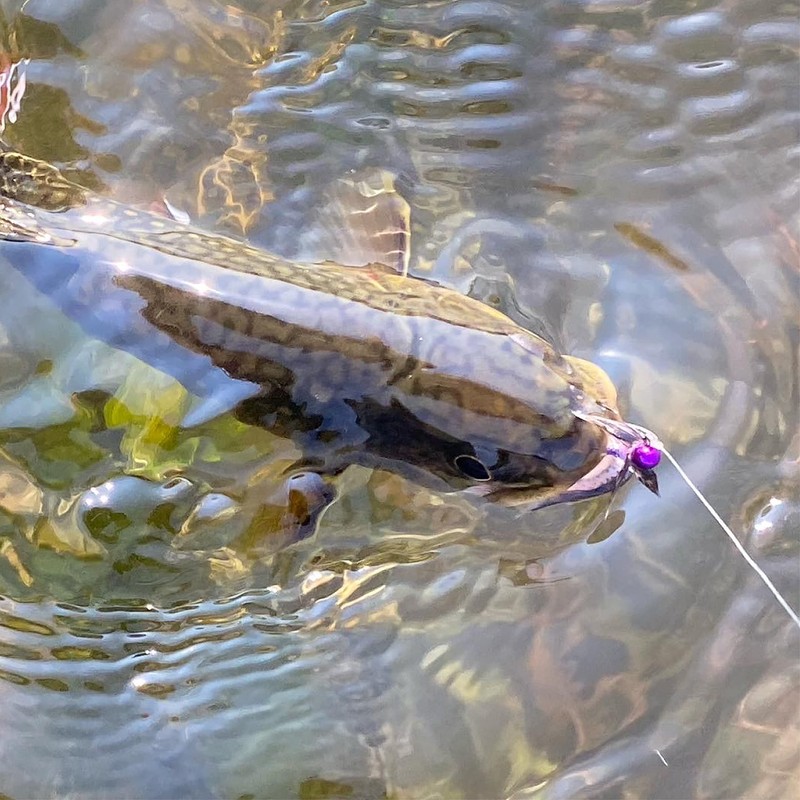 DRAGONtail Basic Tenkara Starter Kit with Premium Furled line (Rod