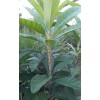 Japanese Plum Tree 2 Rooted Plants 4-8Japanese Plum Tree Organic