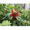 Sandys Nursery Online Bottlebrush Dwarf Shrub Red Flower, Little John