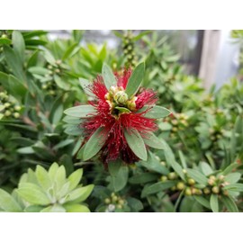 Sandys Nursery Online Bottlebrush Dwarf Shrub Red Flower, Little John Callistemon, Starter Plant, Lot of 3