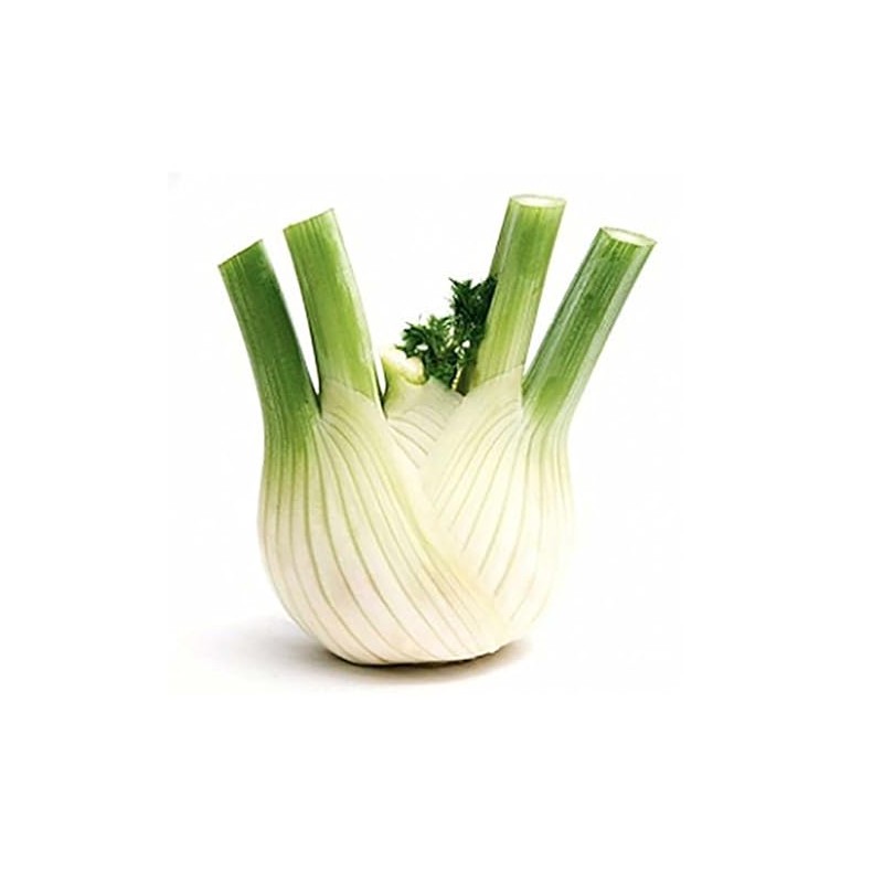 Fennel Seed - Florence - Fennel Root Seeds