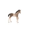 Schleich Andalusian Foal - Play Animal (13822)