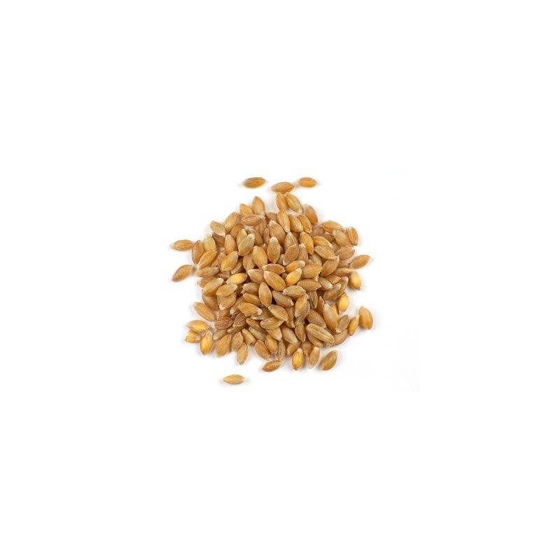 Organic Einkorn Whole Grain Farro Berries, USA Grown. Gluten Problems?