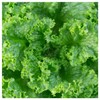 Everwilde Farms - 1 Oz Grand Rapids Lettuce Seeds -