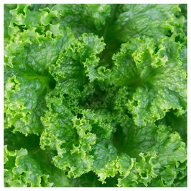 Everwilde Farms - 1 Oz Grand Rapids Lettuce Seeds - Gold Vault
