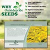 Outsidepride 10000 Seeds Perennial Solidago Stiff Goldenrod Flower Seeds for