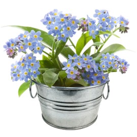 Unique Gardener Grow Your Own Forget-Me-Not Plant Seeds 3-Pack, DIY Indoor Succulents and Live Plants for Home or Garden Planting, Lil Bucket of Love