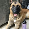 Alnut Shampoo para Perros y Cachorros - Sin Sulfatos ni