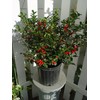Ilex X meserveae 'Blue Princess' (Blue Holly) Evergreen, #3 -