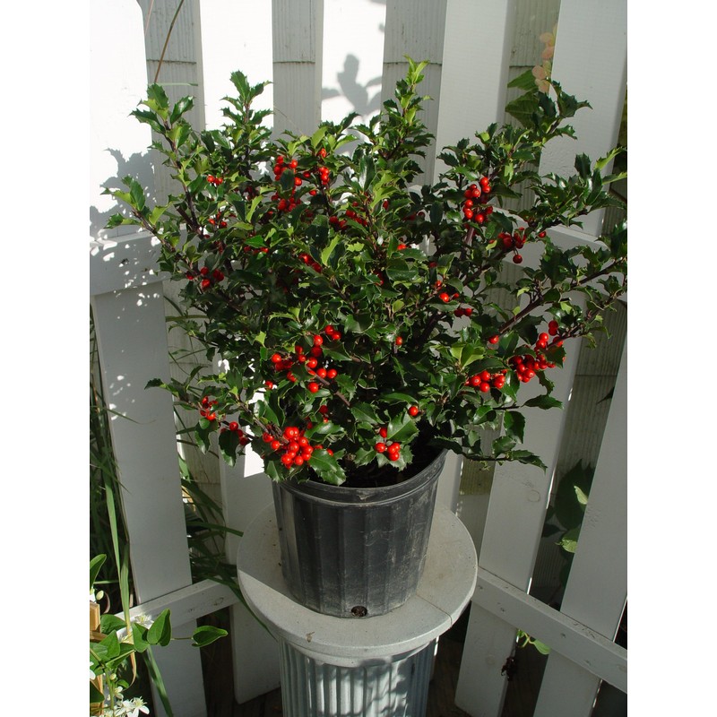 Ilex X meserveae 'Blue Princess' (Blue Holly) Evergreen, #3 -