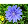 Antler Chicory Wildflower Seeds (Cichorium intybus), 4 Oz, Over 100,000