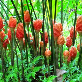 Ginger Shampoo Plants Rhizomes Hawaiian Shampoo Ginger Bulbs Bitter Ginger Plant Roots Awapuhi Plants for Garden Pinecone Ginger 5 Live Rhizomes
