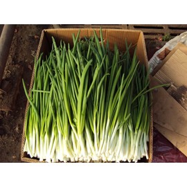 Seeds4planting - Seeds Welsh Bunching Onion Pierrot